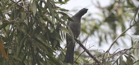 A crappy picture of a rare bird is this Barred Cuckoo-shrike, one of only two I have ever seen. Most leave Australia in fall and winter in places such as New Guinea, returning in August to begin the breeding season. Cuckoos & their relatives are certainly interesting birds and many are seen only once or twice on our trips. 
