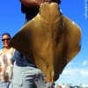 After a one hour toe to toe battle Houston angler Grady Hancock finally landed this HUGE 45 lb Cow Nose Ray he took on cut mullet