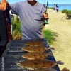 Alvin TX angler James Fontenot fished Berkely Gulp to tailgate this 5 flounder limit