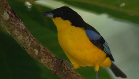 Blue-winged Mountain-tanager s