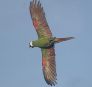 Chestnut-fronted Macaw fl 2 s