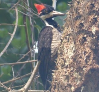 Crimson-crested Woodpecker ss