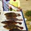 Fishin buds Alice Dykes and Steve Thornhill of Lufkin TX tailgated these nice flounder and trout while fishing finger mullet and Gulp