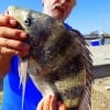 Gerald Snyder of Beaumont TX took this nice sheepshead on shrimp