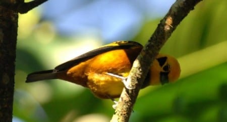 Golden Tanager s