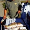 Robert Murphy of Batson TX tailgated these nice reds and speck he took on finger mullet and gulp