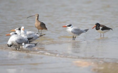Of the 27 orders of birds, the one that surely has the most disparity (many dissimilar forms) is the huge assemblage called Charadriiformes. They have terns (see the Caspian, Common and several Royals), sandpipers (see the largest, the Long-billed Curlew), plovers and other shorebird oddballs like the oystercatcher on the right, gulls and skimmers. Most are adept at making a living along the shores.