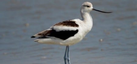One of the oddballs is the avocet, with one species found here in North America. This is the American Avocet, and the winter plumage they arrive in lacks the beige head and neck they'll develop by late March. This is the female, with the more recurved beak. Their cobalt-blue legs are a year-round phenomenon, not unlike the color of breeding Reddish Egrets.