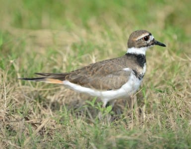 Killdeer are plovers with similar bills, but slimmer builds. How poetic. They stand alone in the shorebird world with two rings, but males should have more since they are polygynous. Killdeer do breed on the Texas Coast in small numbers but many more winter residents roar in mid fall, flying "up" the coast (NE) on mornings with good flight conditions.