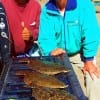 Former Navy vets Isreal Ramos and CT Smith of Liberty TX tailgated their November limit of Flounder caught on Berkley Gulp