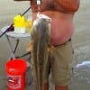 Mark Caldwell of Houston fished the surf with live croaker to hook- land- and release this HUGE 44inch- 30lb Bull Red