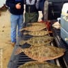 The Zavala Flounder Pounder Fishing Krewe of Zavala TX tailgated this 3 man flounder limit from 16 to 22 inches on Berkley Gulp