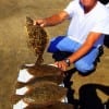 Tom Turner shows off this limit of flounder caught on Berkley Gulp