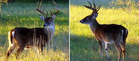 (L) A Big fella looking for another big fella, (R) Battle scarred 10-point