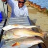 Roger Thomas of Houston tailgated his 27-28-28inch redfish limit he took on cut mullet