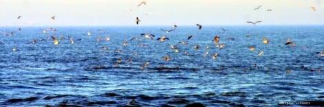 Birds diving over feeding trout in East Bay
