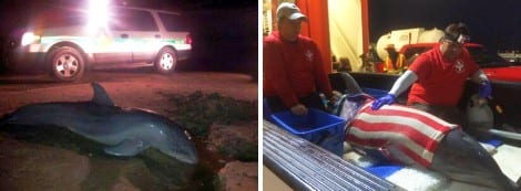 Stranded dolphin found early Thursday morning was rescued by the Texas Marine Mammal Stranding Network and transported to Galveston.