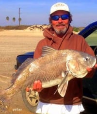 Surf angler shows off this reddish hued Black Drum, which are often mistaken for red-fish