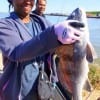 Christina Hicks of Houston nabbed this nice keeper eater drum while fishing shrimp