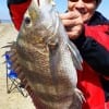 Clear Lake TX angler Kent Tang nabbed this nice sheepshead while fishng squid