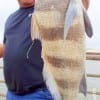 Trinidad angler Keith Aher of Spring TX took this nice drum on shrimp