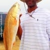 Chris Williams of Houston took this nice 24inch slot red while fishing a finger mullet