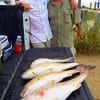 Father and son fishing team Ben and Chris Mongonia of The Woodlands TX tailgated these nice slot and bull reds while fishing live shrimp