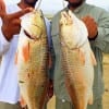 Fishin pals Chad Davis and Chris Williams of League City TX took these 26 and 27inch slot reds on live shrimp