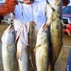 Henri Fontenot fished the 6PM Tuesday run of specks with soft plastics to string up this mess of big trout