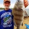 Leander TX angler Steve Tridigo caught this nce drum while fishing shrimp