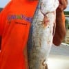Stacy Crews of Crystal Beach TX took this nice speck on a soft plastic
