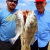 Father and son anglers Gurgor and Volkan Besikclioglu of Houston caught these two nice drum on shrimp