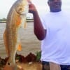 Houston angler David Marshall was fishing live shrimp when he hooked and landed this nice 26inch slot red