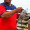 Houston angler Anthony Castillo took this nice sheepshead on shrimp