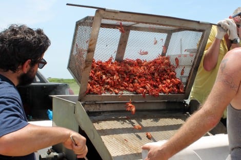 Over 500 pounds of crawfish prepared