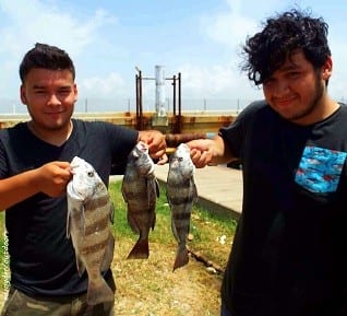 Fishin buds Adam Rodriguez and Alan Alvarez of Houston caught these fine drum on Miss Nancy's shrimp