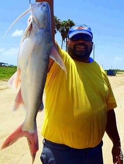 Mr. Henry of Chambers County TX took this really nice gaffftop while fishing shad