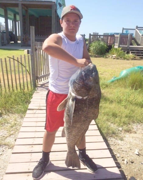 14 year old Luke caught this 45 inch black drum in Rollover Bay around 11 am on bait caster with 14 lb test. Luke is 5'7". 