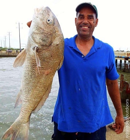 Melvin Riles of Houston caught and released this HUGE 35lb bull drum on live shad