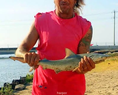 Scott Harper caught and released this nice Thresher Shark he took on a finger mullet