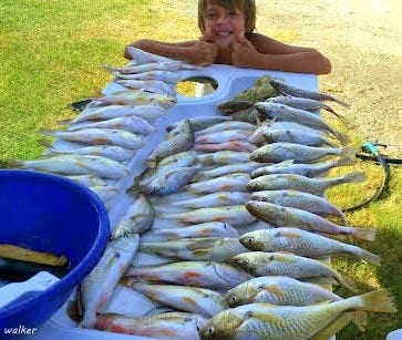 The Walker Brothers of League City TX filled their fishing box with 52 croaker while fishing shrimp