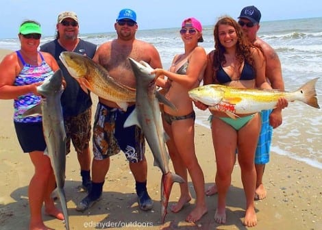 The Weaver Fishing Krewe from Batson TX took these 5ft Blacktip Shark and 40plus inch bull reds while surf fishing Rollover