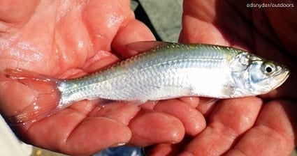 Baby Tarpon found in Miss Nancy's Finger Mullet bait box-- 2 tarpon were released back into Rollover Pass- these highly prized gamefish will eventually reach 300 lbs