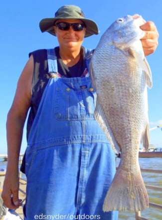 Dallas angler Billy Shiply took this nice keeper eater drum on a Miss Nancy shrimp