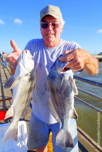 Gary Heard of Karnack TX fished a Miss Nancy shrimp to catch these nice drum for supper