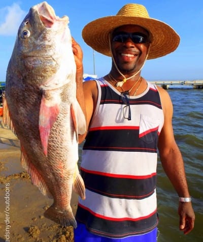 Houston angler Fred Moore caught and released this 36inch Mega-Drum he took on shrimp