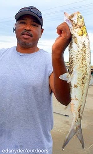 Houston angler Karl Dever took this really nice Skip-Jack- alias False Tarpon- alias Lady Fish