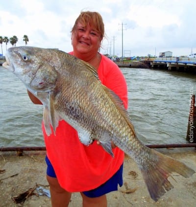 It took a STRONG lady angler to lift this MONSTER drum- a lady angler like Verna Molandes of fished shrimp to catch and release this HUGE FISH