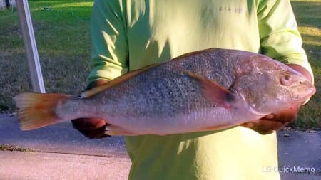Derrick Hayes of Houston hefting a HUGE 19inch Bull Croaker caught at Rollover Wednesday