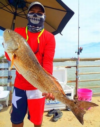 Houston angler Lupe' Andrade landed this 37inch tagger bull red he took on cut shad
